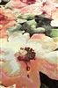 Eurogros Anaheim 3434 Bruin, Groen, Roze